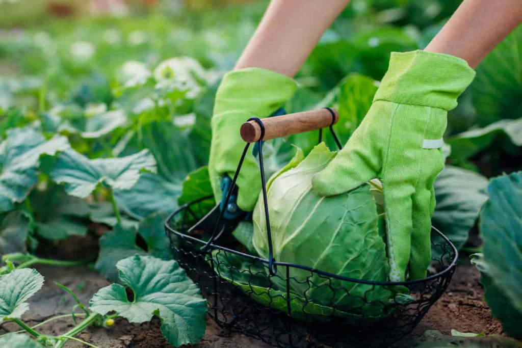 Cotton Gardening Gloves