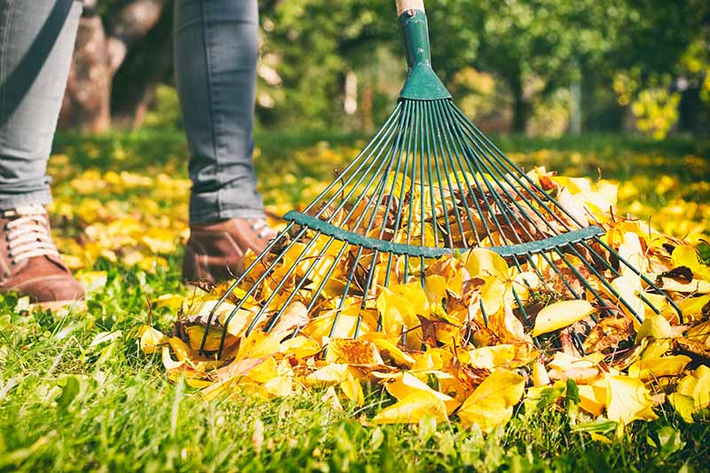 Leaf Rakes