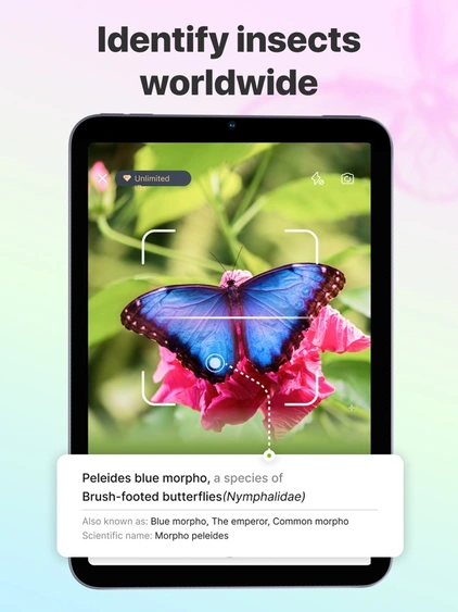 Pictures Insect
