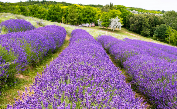 bloom-gardens-magazine