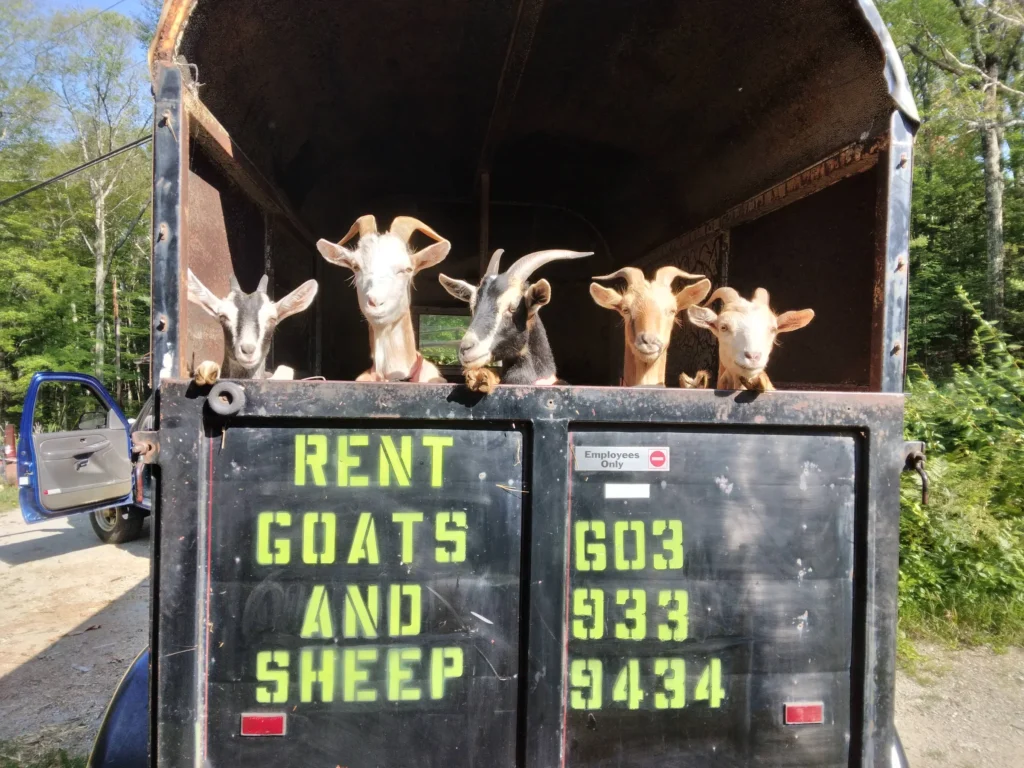 broken-boat-farm-livestock-landscaping