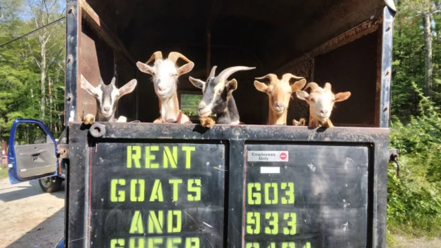 broken-boat-farm-livestock-landscaping