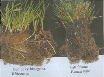 bunch type roots tall fescue