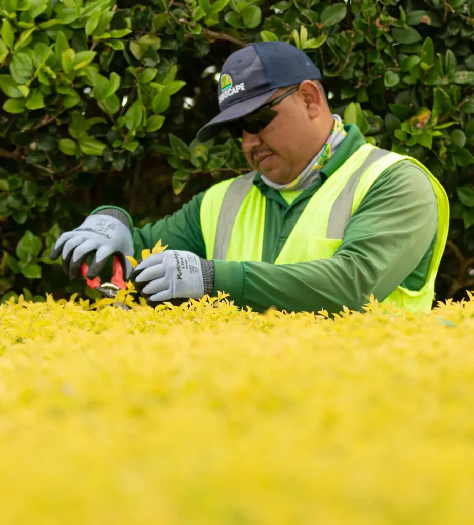 mainscape-company-contractor