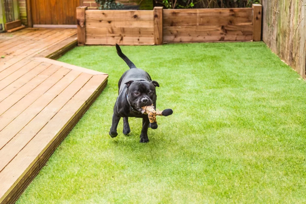 pet friendly turf