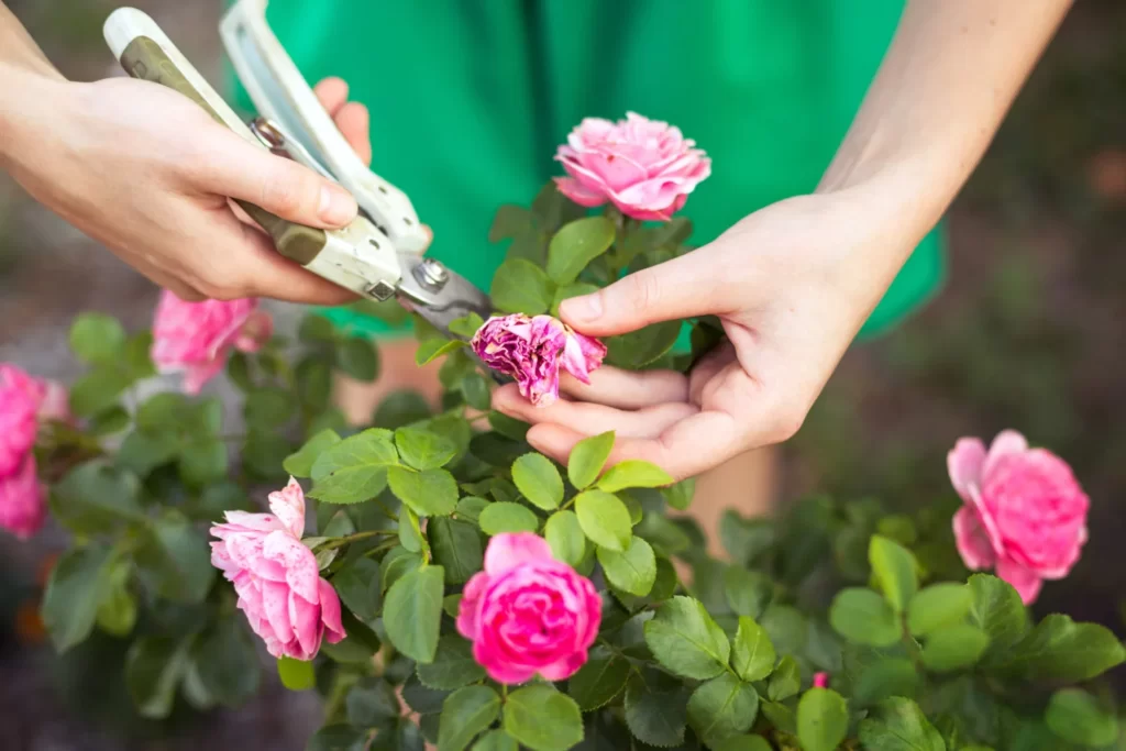 Pruning flowers