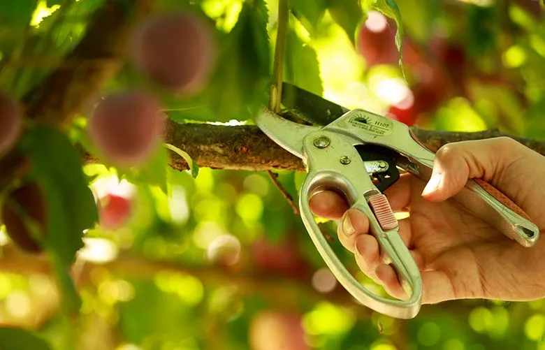 Pruning fruit bearing trees