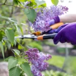 Pruning lilacs