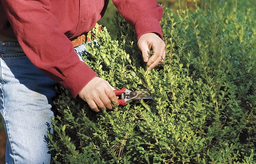 Shrub pruning