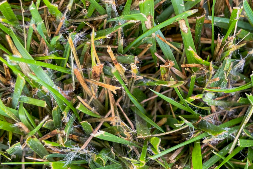 tall fescue brown patch