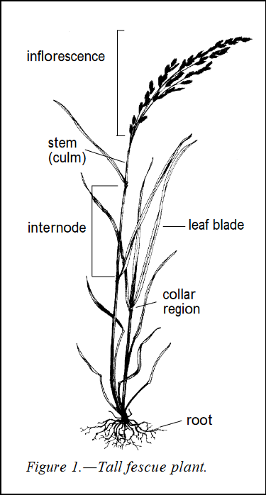 tall fescue grass plant