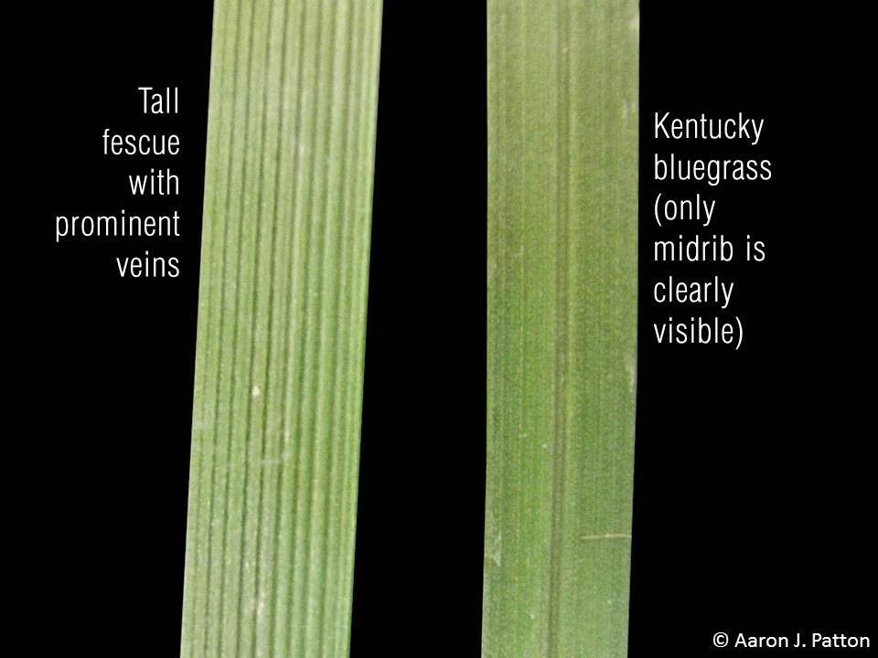 tall fescue leaves kbg