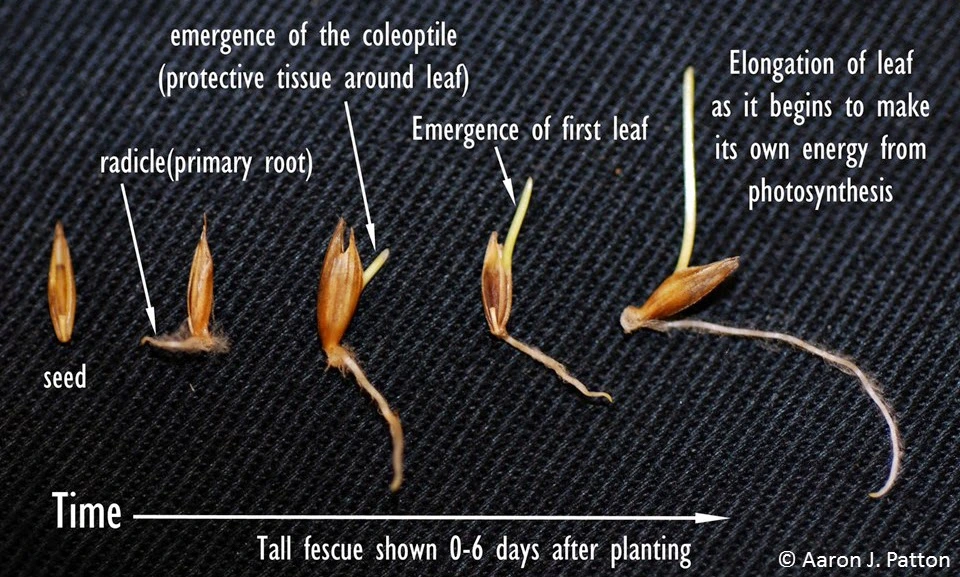 tall fescue seed germination