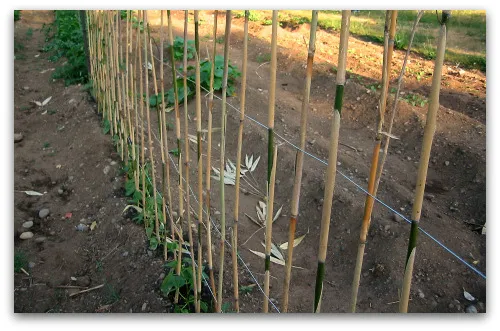 trellis support stakes