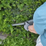 Trimming yews