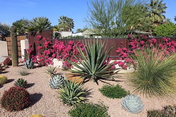 xeriscaping featured